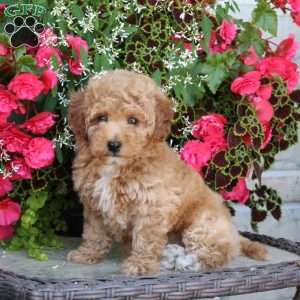 Kiwi, Bich-Poo Puppy